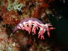 Coryphellina flamma