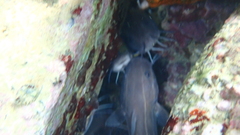 Plotosus lineatus
