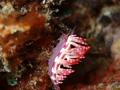 Coryphellina flamma