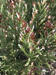 Passerina galpinii
