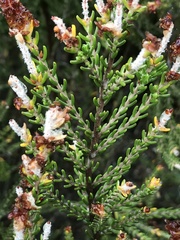 Passerina galpinii