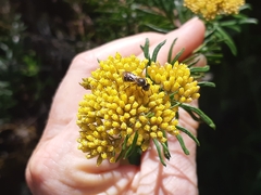 Parasphecodes