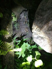 Geothelphusa cinerea