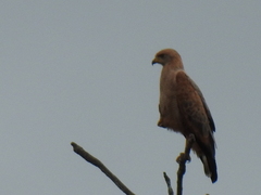 Buteogallus meridionalis