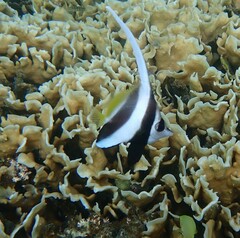 Heniochus acuminatus