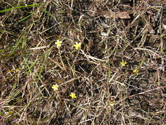 Ranunculus flammula