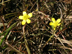 Ranunculus flammula