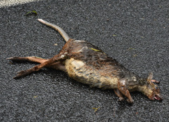 Dendrolagus lumholtzi