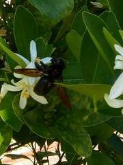 Xylocopa tranquebarorum