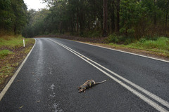 Dendrolagus lumholtzi