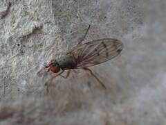 Palloptera scutellata