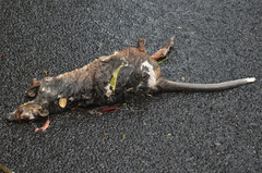 Dendrolagus lumholtzi