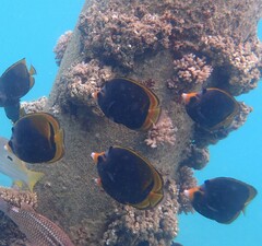 Chaetodon flavirostris