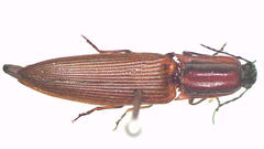 Parablax quinquesulcatus