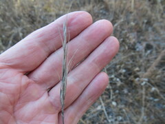 Elymus gmelinii