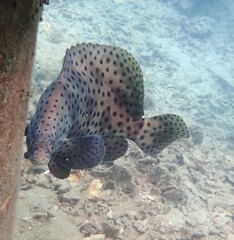 Chromileptes altivelis