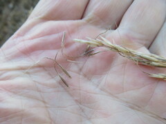 Achnatherum sibiricum