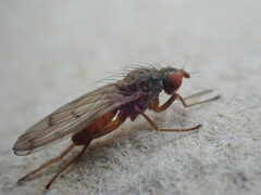 Palloptera scutellata