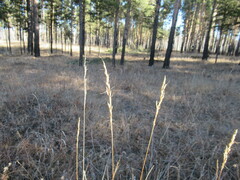 Achnatherum sibiricum