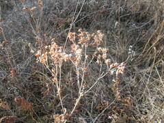 Potentilla longifolia