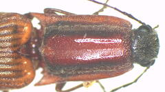 Parablax quinquesulcatus