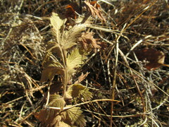Potentilla longifolia