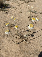 Polycalymma stuartii