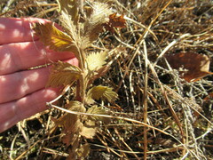 Potentilla longifolia