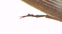 Parablax quinquesulcatus