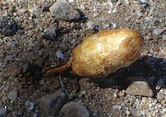 Podaxis pistillaris