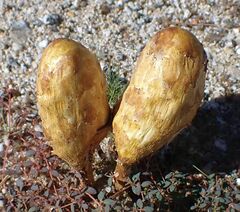 Podaxis pistillaris