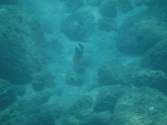 Holacanthus passer