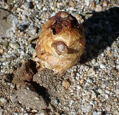 Podaxis pistillaris