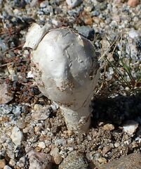 Podaxis pistillaris