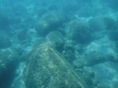 Holacanthus passer