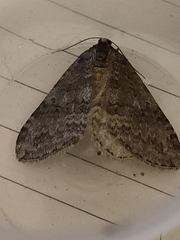 Epirrita dilutata