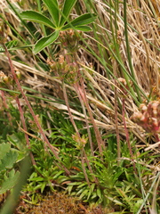 Androsace halleri