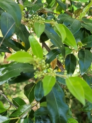 Petalostigma triloculare