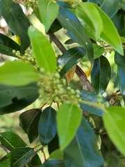 Petalostigma triloculare