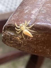 Telamonia