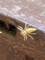Telamonia