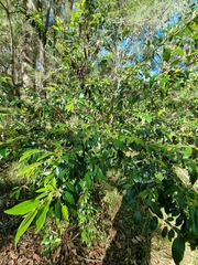Petalostigma triloculare