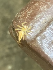 Telamonia