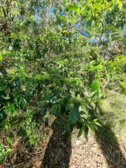 Petalostigma triloculare