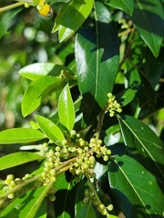 Petalostigma triloculare
