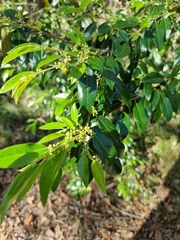 Petalostigma triloculare