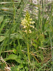 Pedicularis comosa