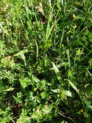 Lotus suaveolens