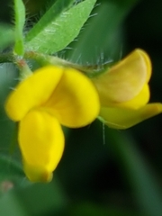 Lotus suaveolens