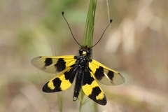 Libelloides macaronius